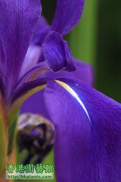 Iris laevigata 'Variegata'