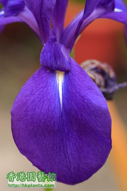 Iris laevigata 'Variegata'