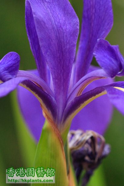 Iris laevigata 'Variegata'