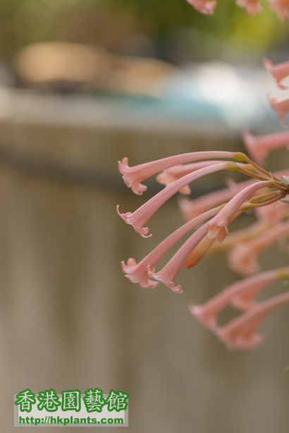 Cyrtanthus mackenii hybrids 'Himalayan Pink'