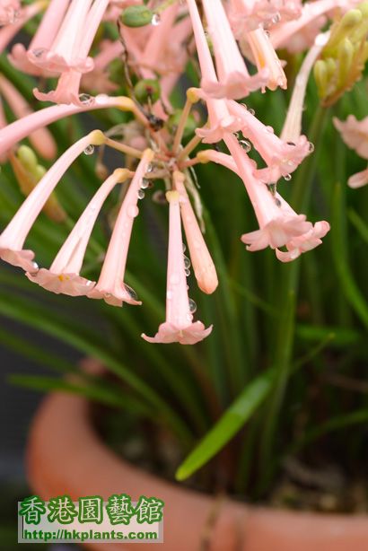 Cyrtanthus mackenii hybrids 'Himalayan Pink'