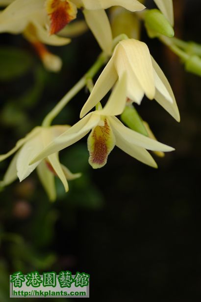 Dendrobium heterocarpum Wall. Ex Lindl.