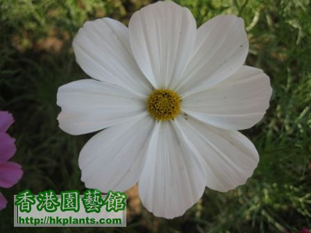 大波斯菊