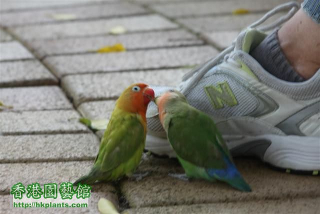 咬鞋帶是牠們的愛好