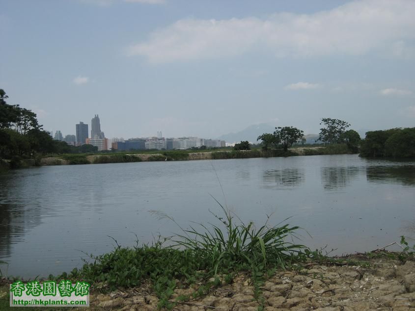 深圳發展影響米埔生態