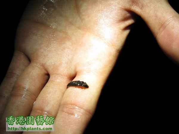 水棲的螢火蟲