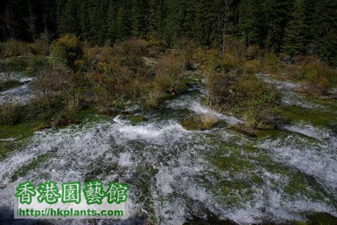 2009-10-5  珍珠灘瀑布 (6).JPG