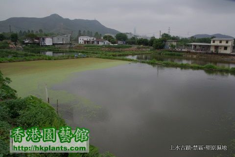 2010-4-5  11上水 塱原濕地 (3).JPG