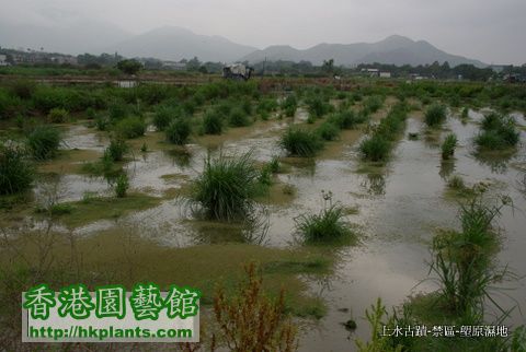 2010-4-5  11上水 塱原濕地 (1).JPG