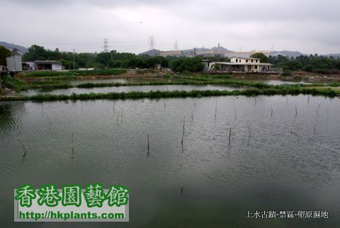 2010-4-5  11上水 塱原濕地.JPG