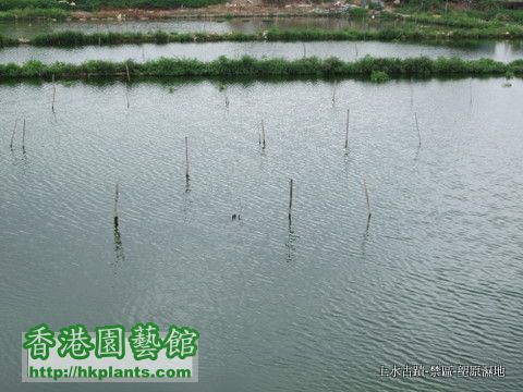 2010-4-5  11上水 塱原濕地 (6).JPG