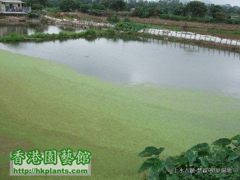 2010-4-5  11上水 塱原濕地 (4).JPG