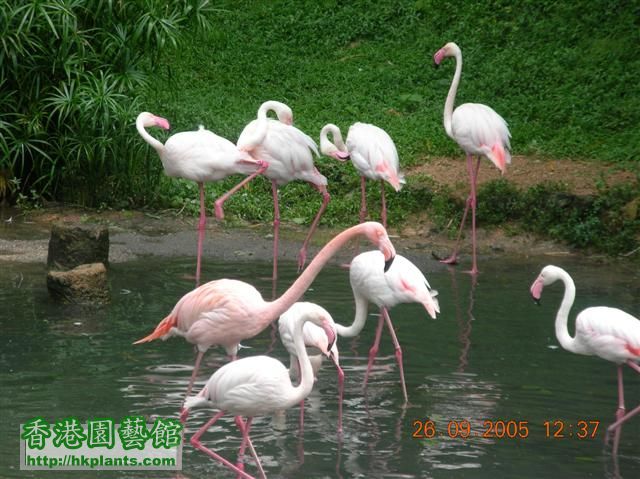 Ocean Park 046 (Small).jpg