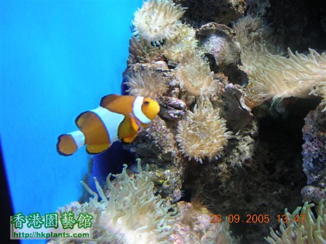 Ocean Park 061 (Small).jpg