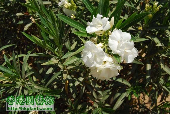 Oleander white.jpg
