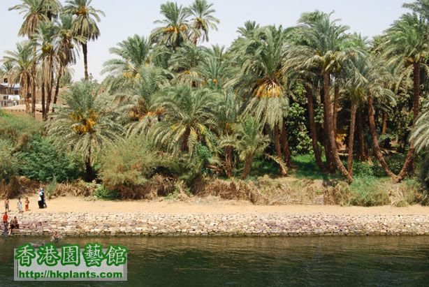 Nile bank.jpg