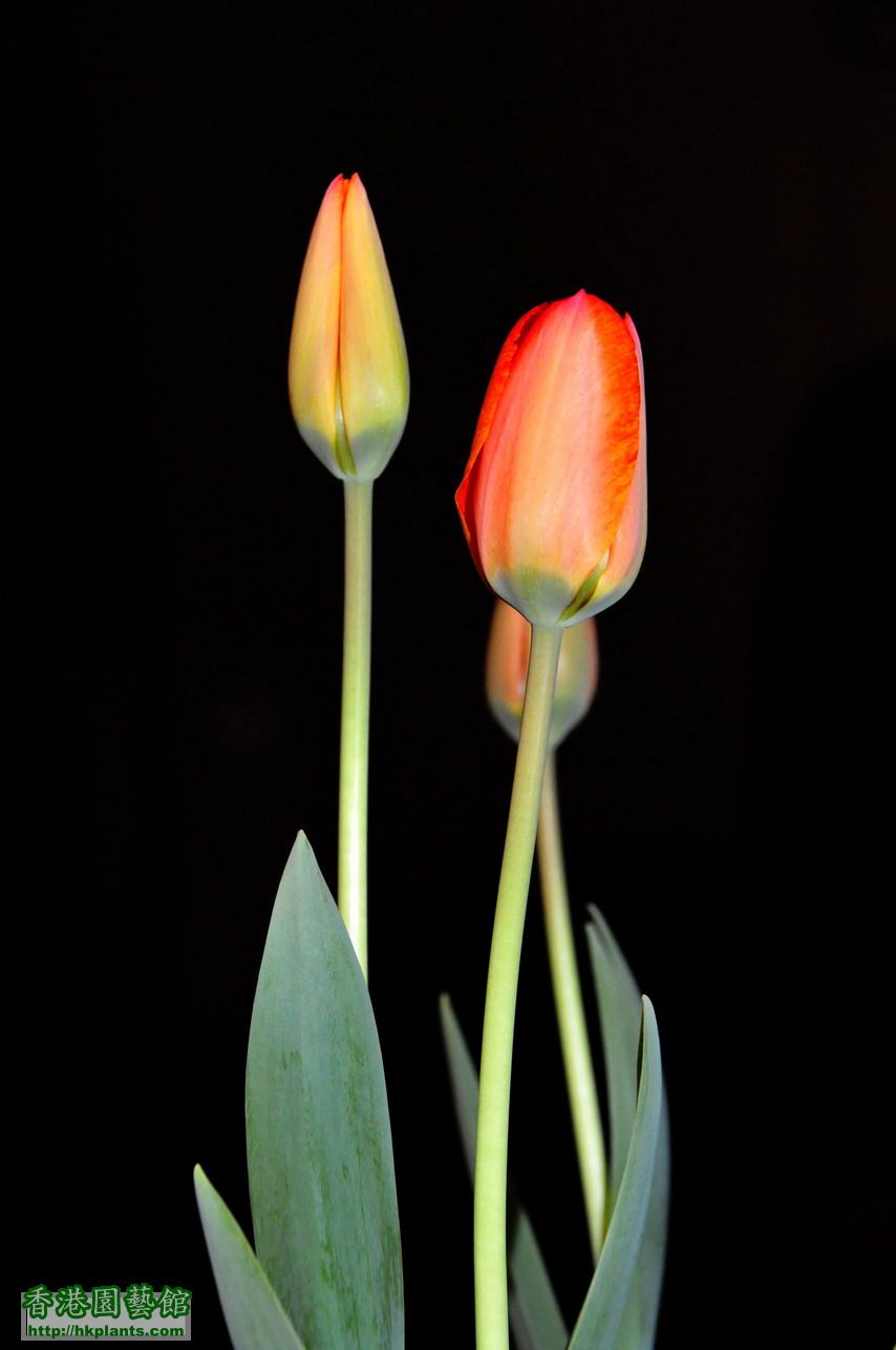 Tulips (3).JPG