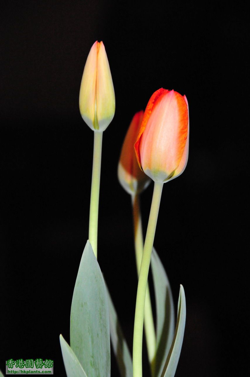 Tulips (2).JPG