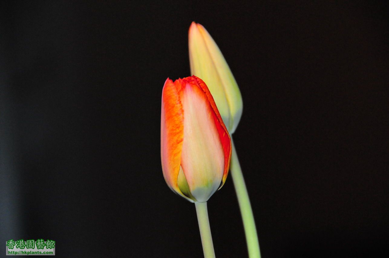 Tulips (1).JPG