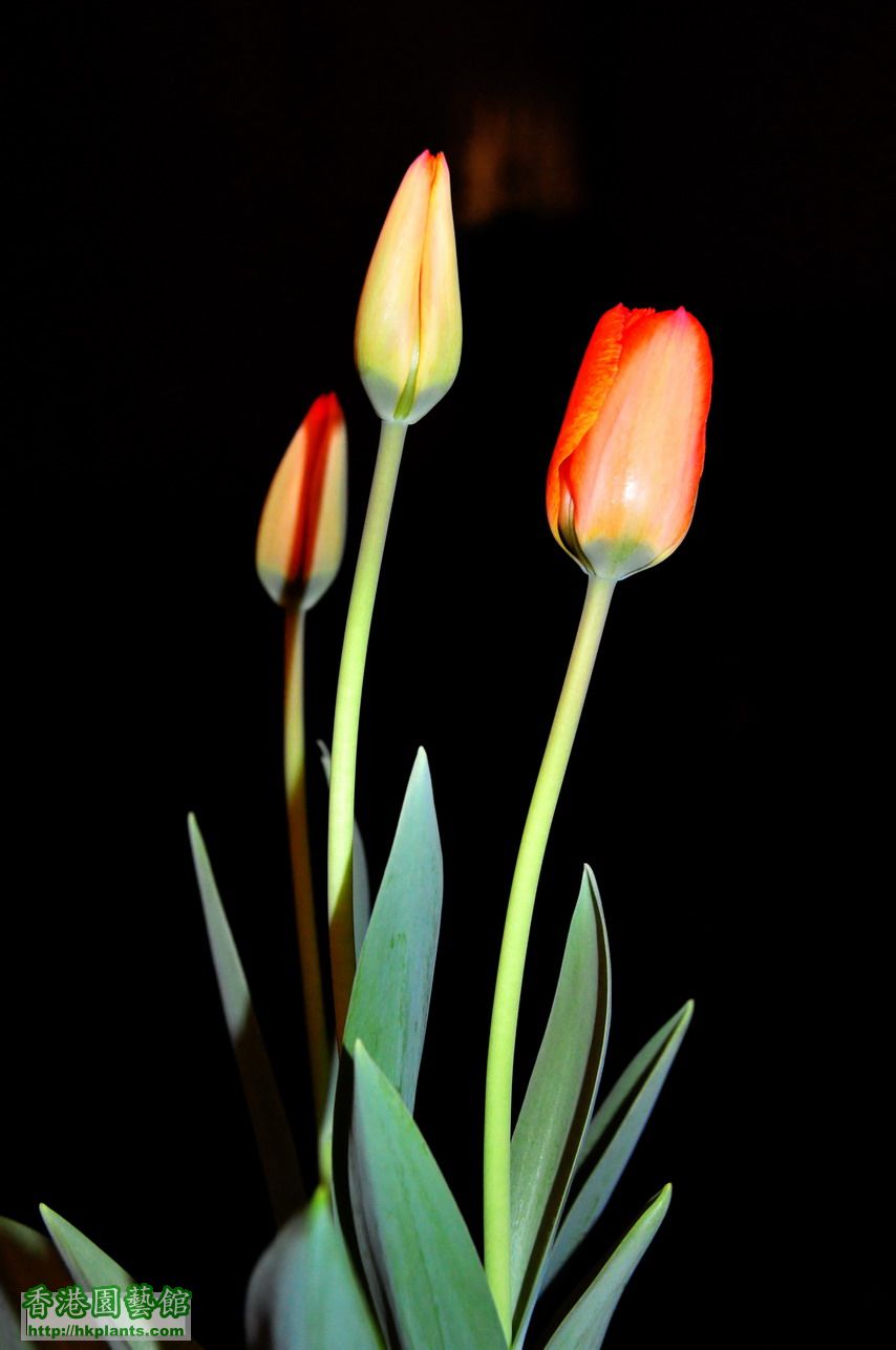 Tulips (4).JPG