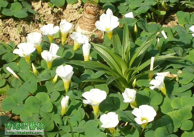 oxalis purpurea white1-1-09-6.JPG