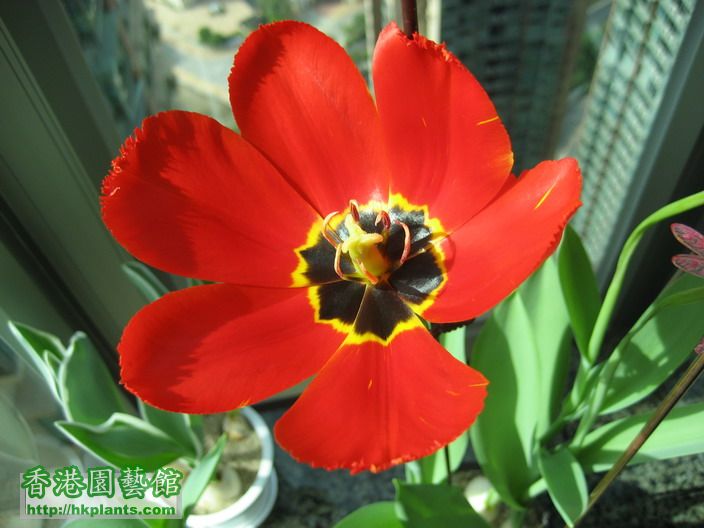 Tulip Canasta (3).jpg