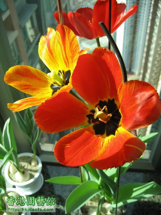 Tulip Canasta (5).jpg