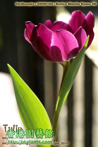 tulip-20090104-04.jpg