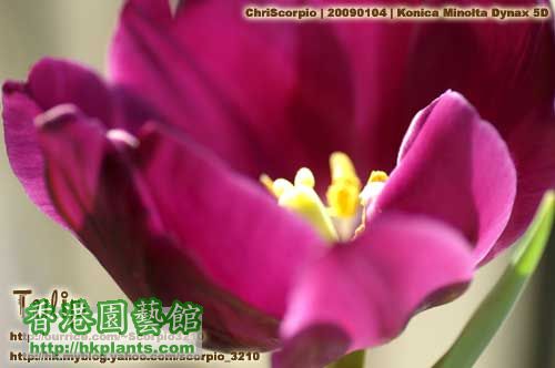 tulip-20090104-02.jpg