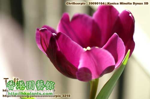 tulip-20090104-03.jpg