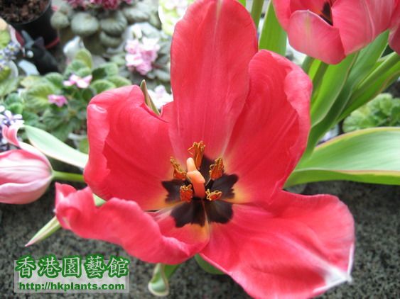 Tulipa New Design (10)_resize.jpg