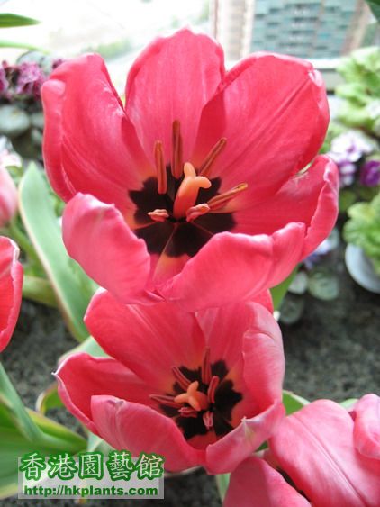 Tulipa New Design (8)_resize.jpg