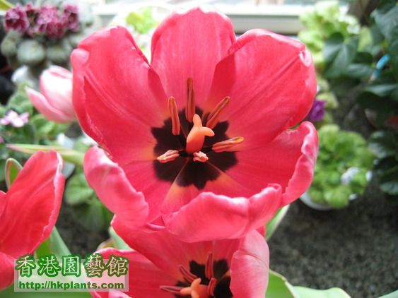 Tulipa New Design (13)_resize.jpg
