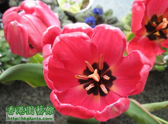 Tulipa New Design (14)_resize.jpg