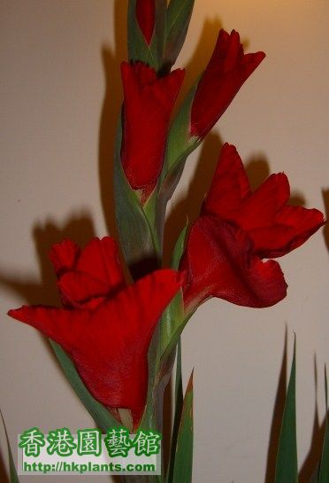 大紅色的花，顏色真係好靚。
