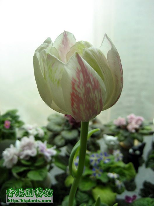 The Last Tulips (1).jpg