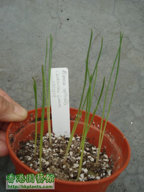 270309 plants 016.jpg