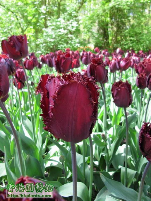 Tulips @ Keukenhof (3).jpg