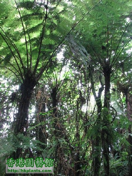 圖04-生長在低地熱帶森林氣候區的蕨樹.JPG