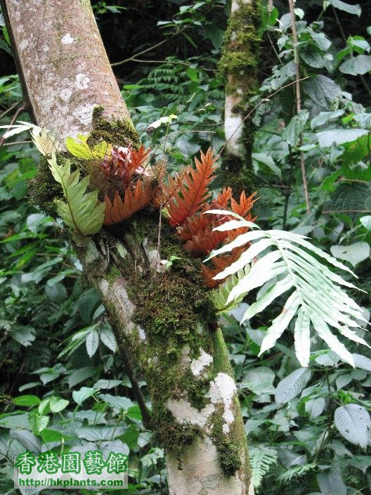 圖05-生長在低地熱帶森林氣候區的蕨.JPG