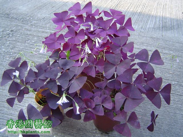 紫葉酢醬草.