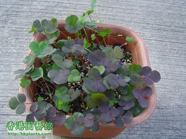 Oxalis purpurea "garnet"