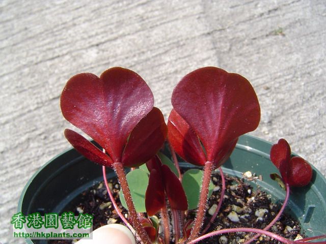 Oxalis luteola glauce - March 2008