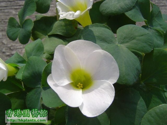 Oxalis purpurea white - March 2008