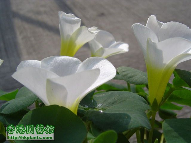 Oxalis purpurea white - March 2008