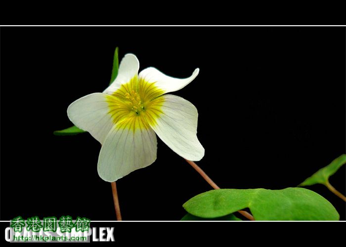 Oxalis Simplex  002.jpg