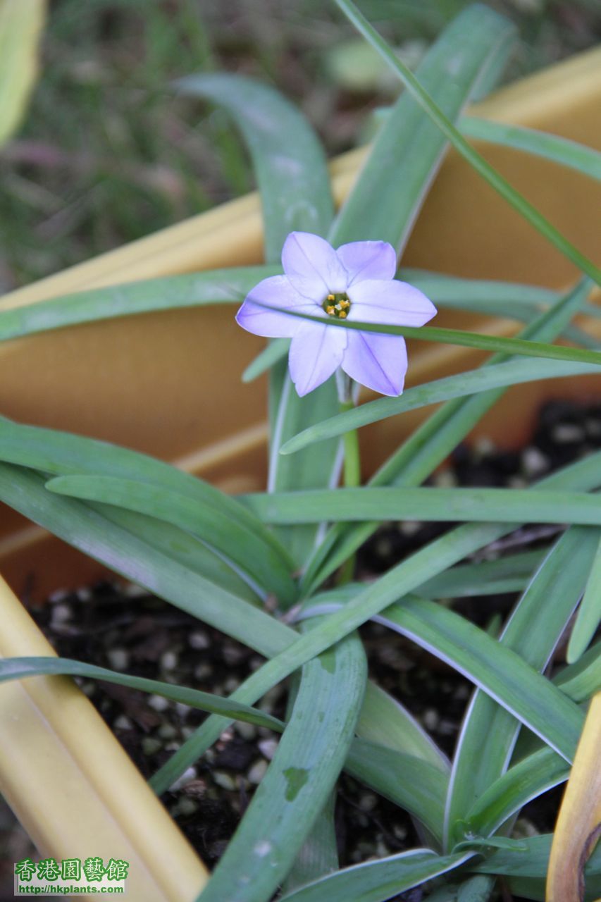 Ipheion uniflorum \'Wisley Blue\'.jpg