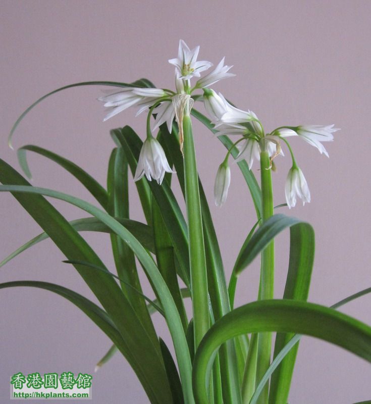 Allium triquetrum 条纹绿白小花葱 2.jpg