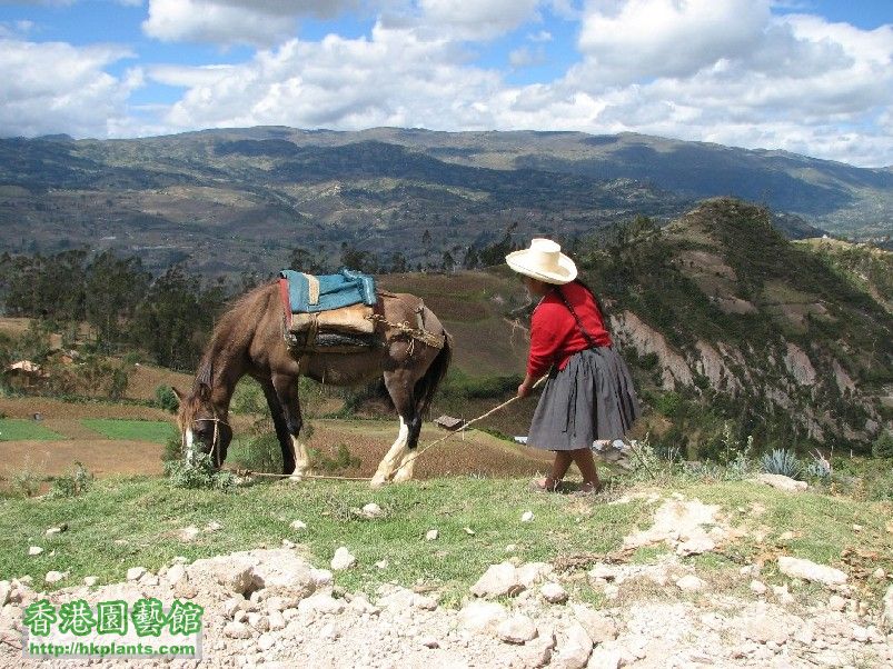 圖 16-Bambamarca山區的原住民.JPG