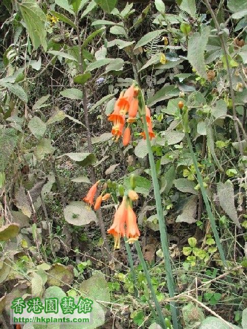 圖 18-在Bambamarca外圍山區盛開的橙紅狹管蒜.JPG